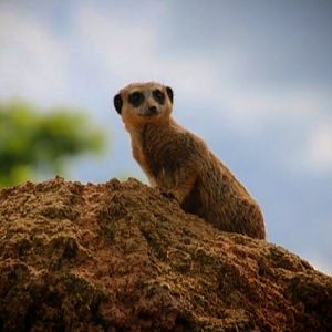 Meerkat