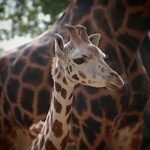 Rothschild's Giraffe Calf