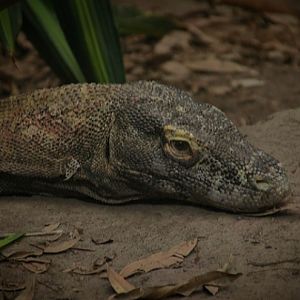Komodo Dragon