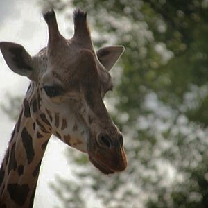 Rothschild's Giraffe