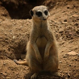 Meerkat