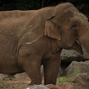 Asian Elephant