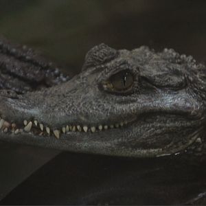 Spectacled Caiman