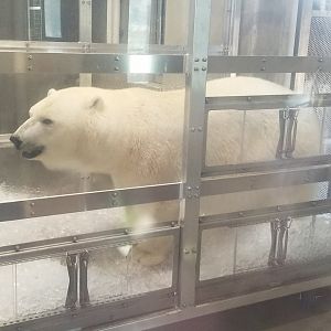 Polar Bear Indoor Viewing