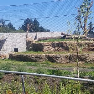 Polar Bear Exhibit #1