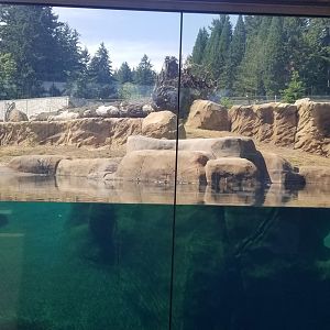 Polar Bear Exhibit #2