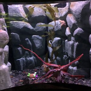 Giant Pacific Octopus