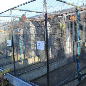 Tweeters and Friends - aviaries