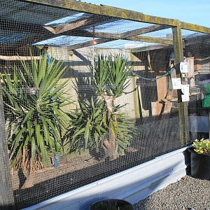 Tweeters and Friends - aviary