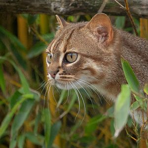 Rusty-spotted cat : Hamerton : 23 Jul 2021