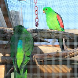 Tweeters and Friends - Australian Crimsonwings (Aprosmictus erythropterus)