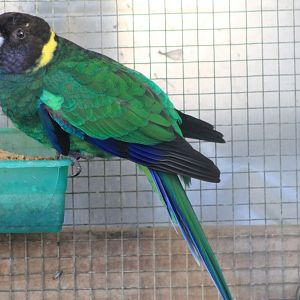 Tweeters and Friends - hybrid Australian Ringneck (Barnardius zonarius)