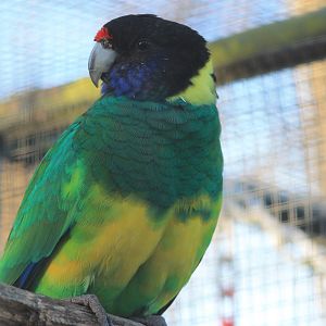 Tweeters and Friends - hybrid Australian Ringneck (Barnardius zonarius)