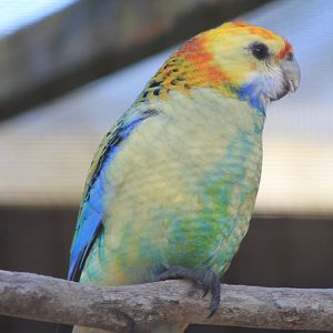 Tweeters and Friends - "Yellow Rosella"