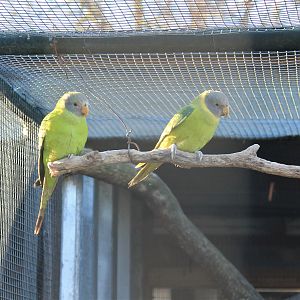Tweeters and Friends - young Plum-headed Parakeets (Psittacula cyanocephala)