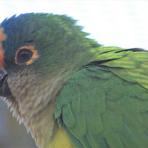 Tweeters and Friends - Peach-fronted Conure (Eupsittula aurea)