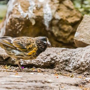 Fire-fronted serin, Serinus pusillus