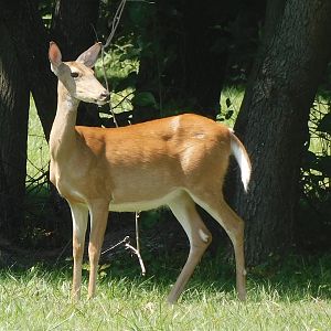 White tailed deer