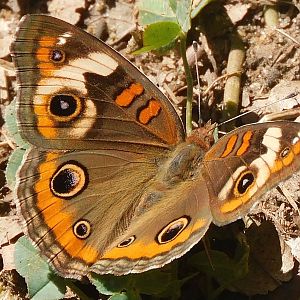 Common buckeye