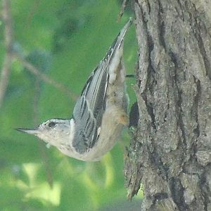 White breasted nuthatch