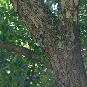 White breasted nuthatch