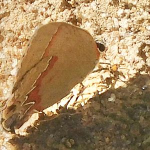red banded hairstreak