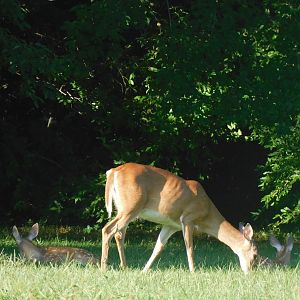 White tailed deer