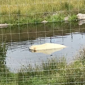 Polar bear in pool