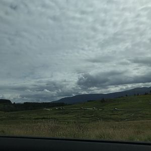 Red deer, european bison and Przwalskis horse enclosure