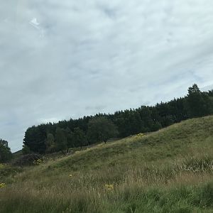 European bison, red deer and Przwalskis horse enclosure