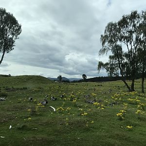 Wild geese in the main reserve
