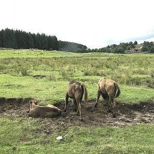 European bison calves