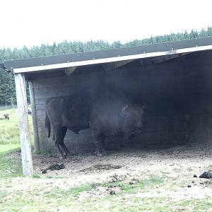 European bison