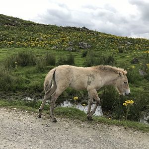 Przwalskis horse foal