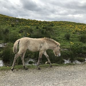Przwalskis horse foal