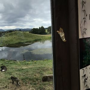 Japanese macaque enclosure