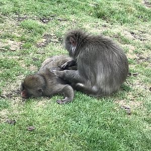 Japanese macaques