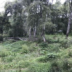 Amur tiger enclosure