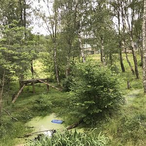 Amur tiger enclosure