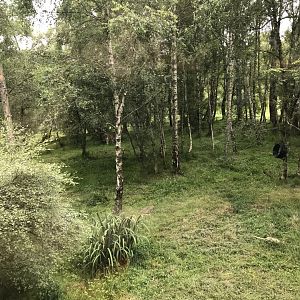 Amur tiger enclosure