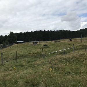 Former muskox enclosure