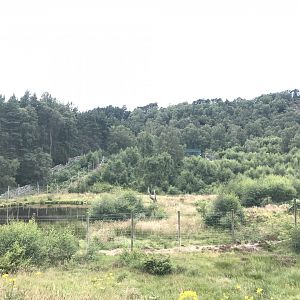 Female polar bear enclosure