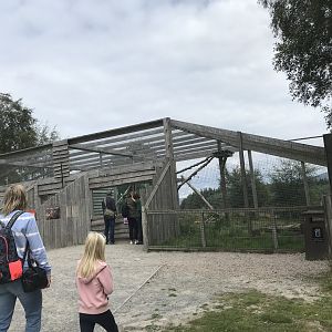 Snow leopard holding area