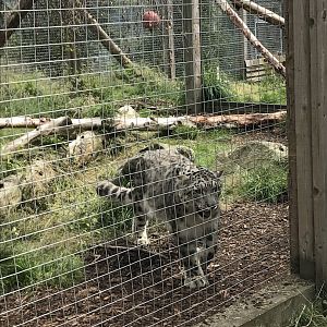 Snow leopard