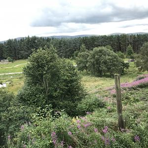 Male polar bear enclosure