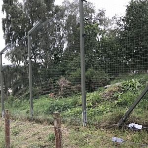 Northern lynx enclosure