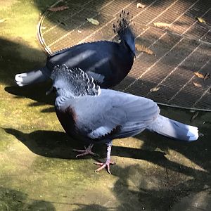 North Carolina Zoo: Victoria Crowned Pigeons