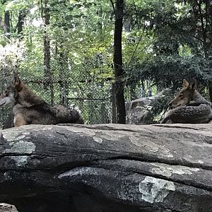 North Carolina Zoo: Red Wolves "Flint" and "Sassy"