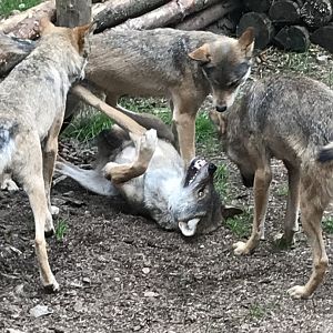 Wolves fighting