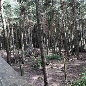 Forest reindeer enclosure